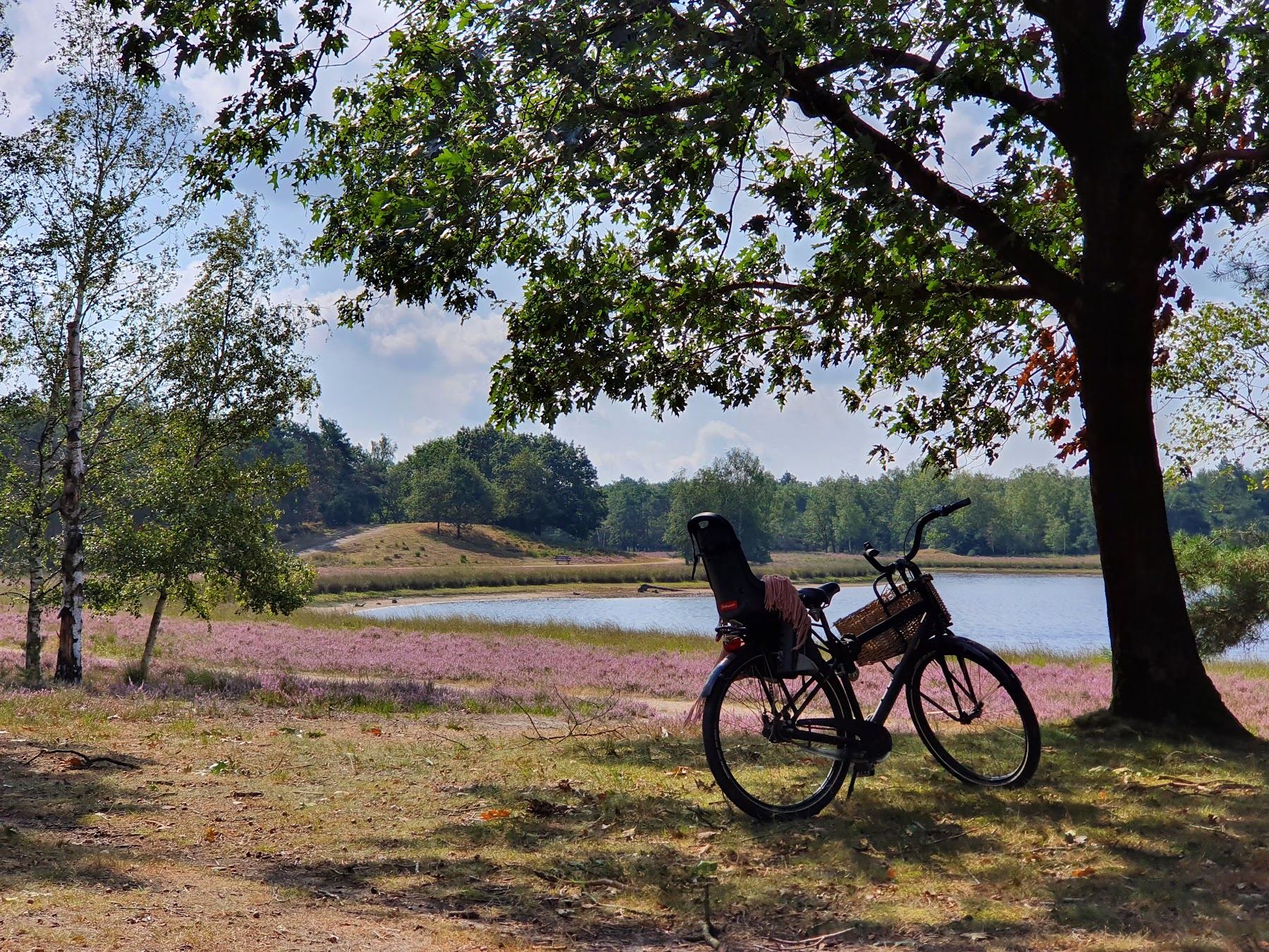 Fiets onder een boom bij bloeiende heide en een ven