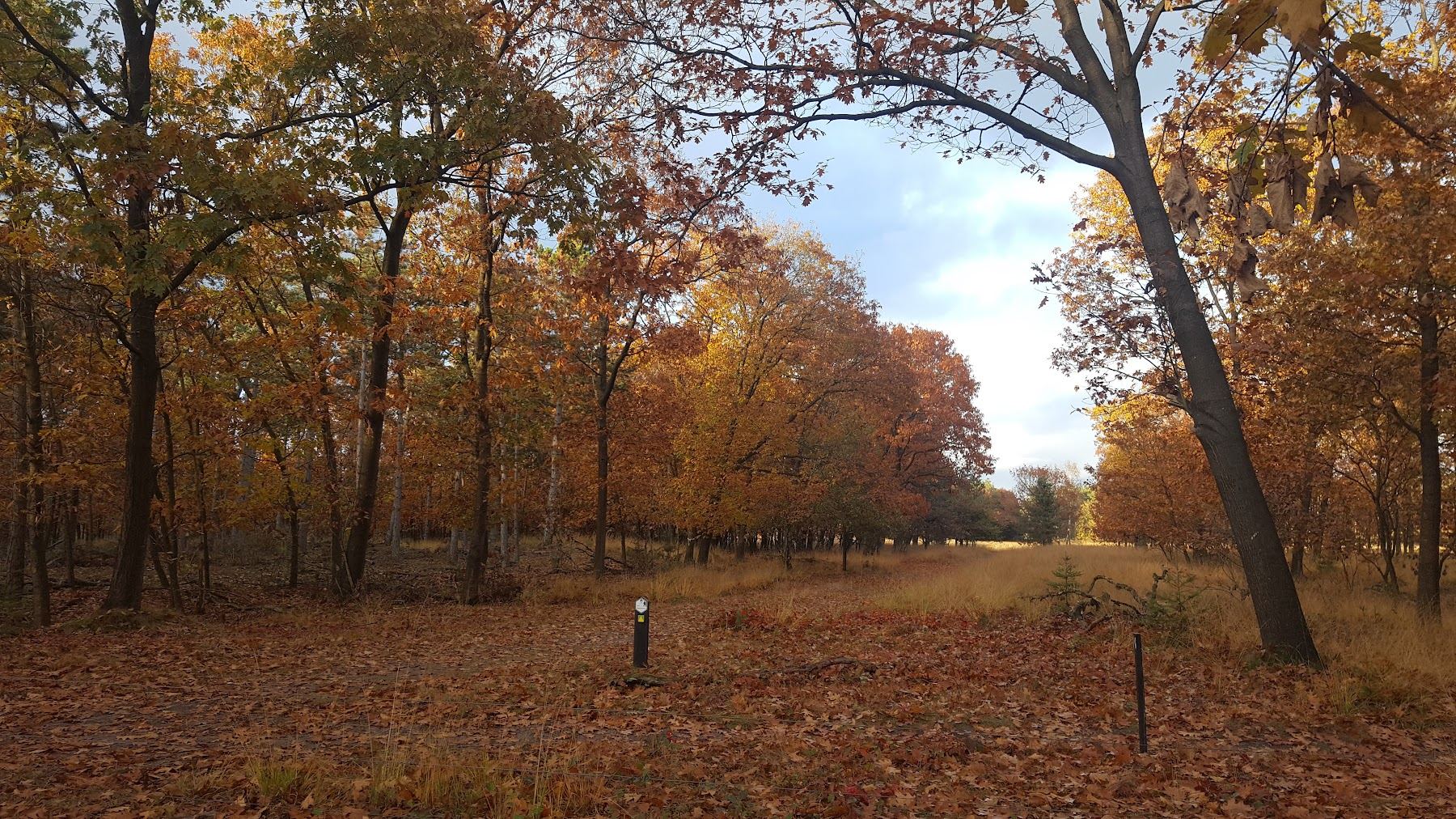 Het bos in de herfst