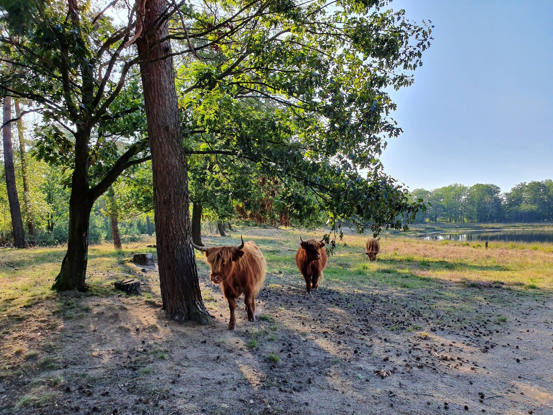 Schotse Hooglanders in de omgeving