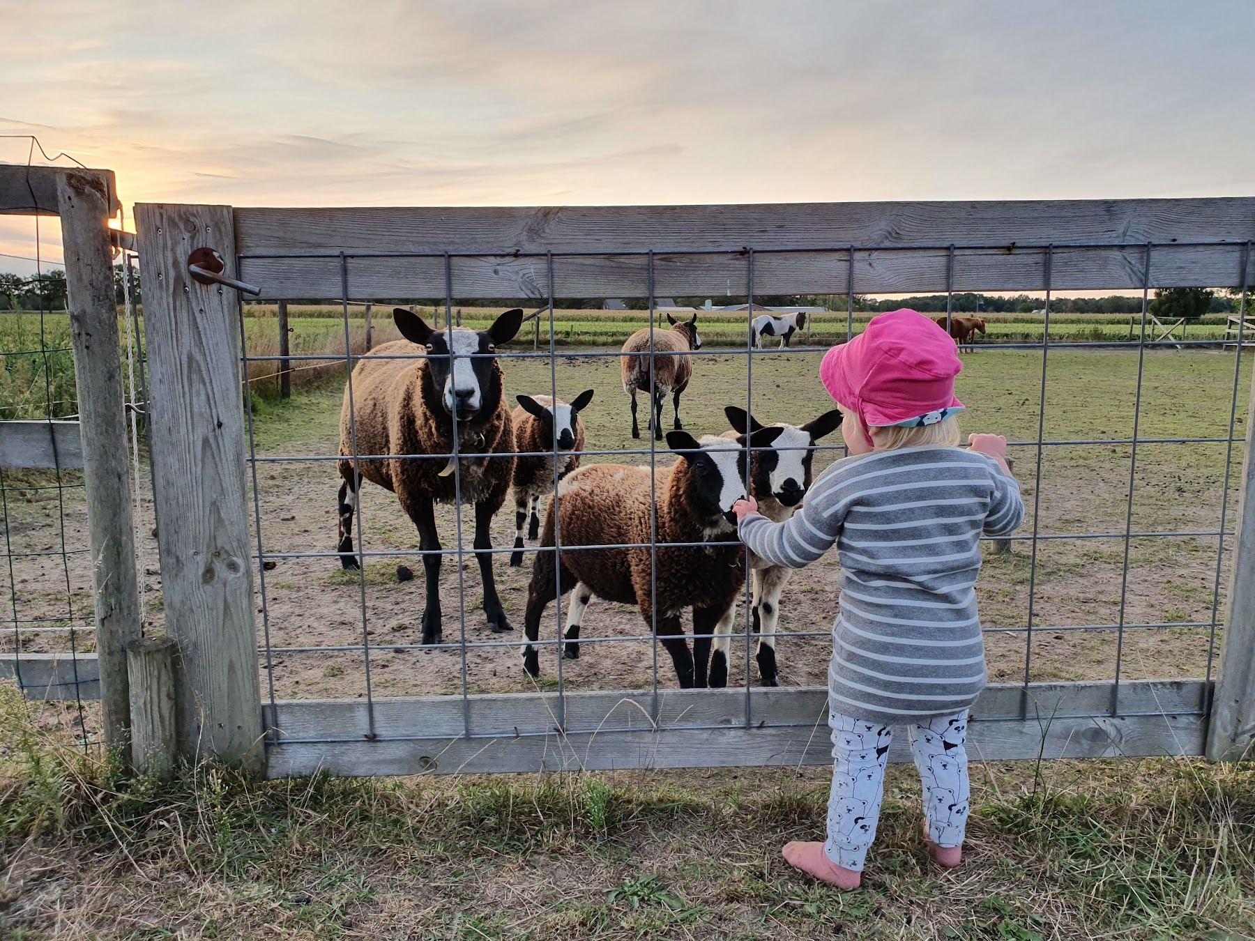 Een kind bij de schapen in de dierenweide